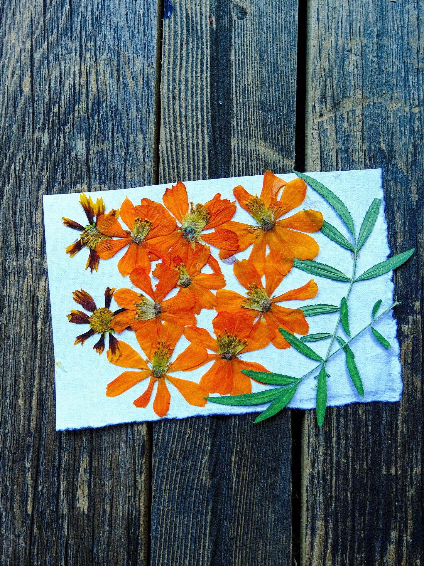 Garden Pressed Flowers