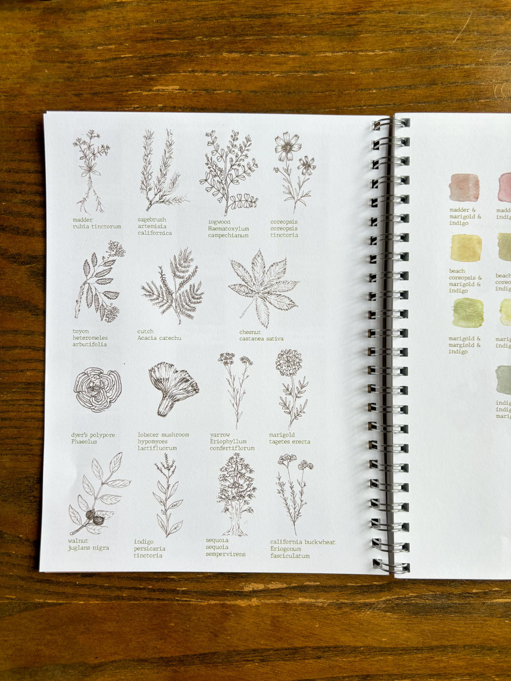 Plant Dyer's Field Journal