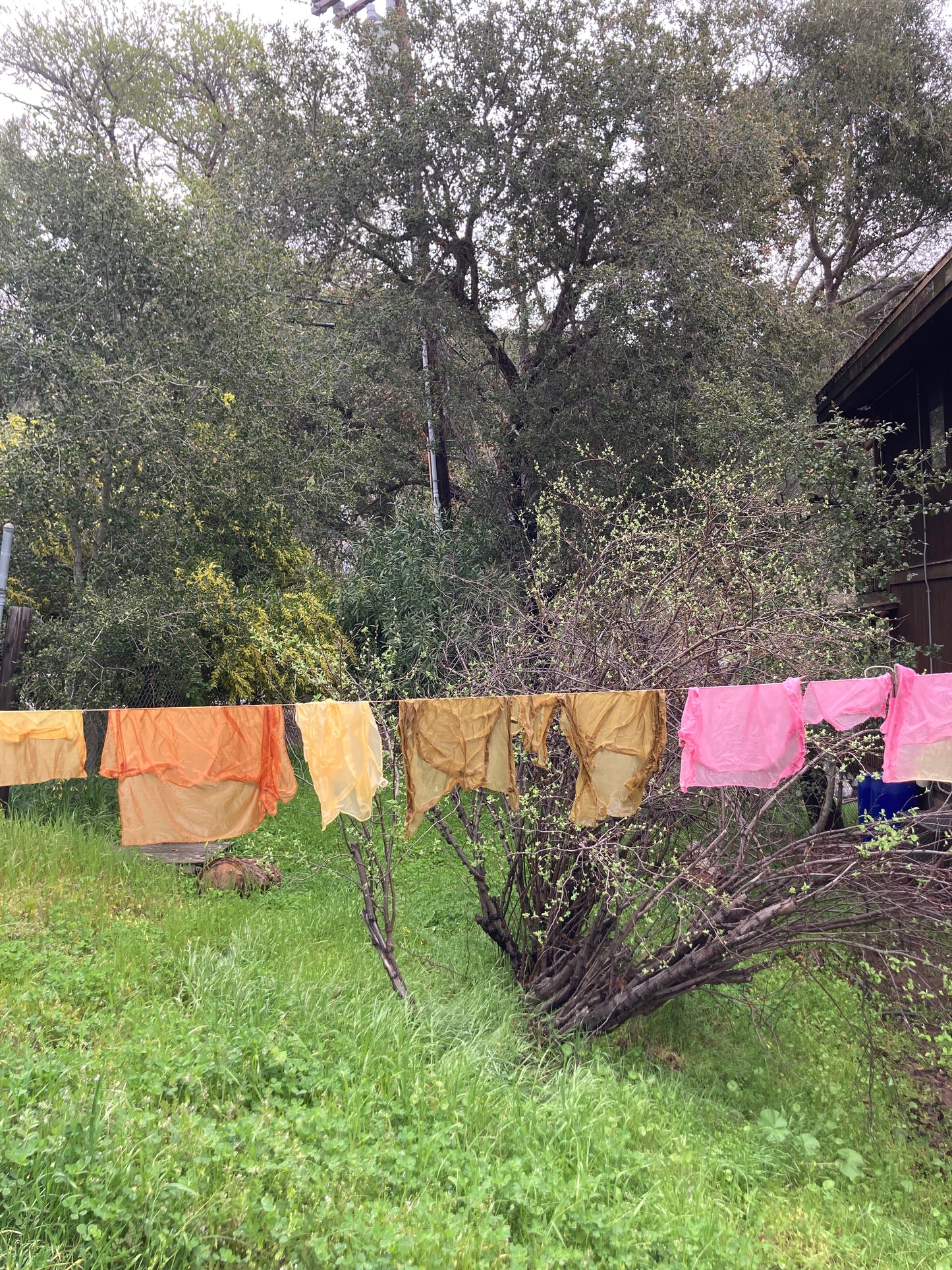 PRIVATE mushroom dye workshop for the handweavers and spinner guild