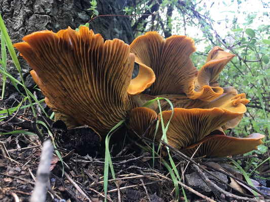 Local Mushroom & Plant Walk